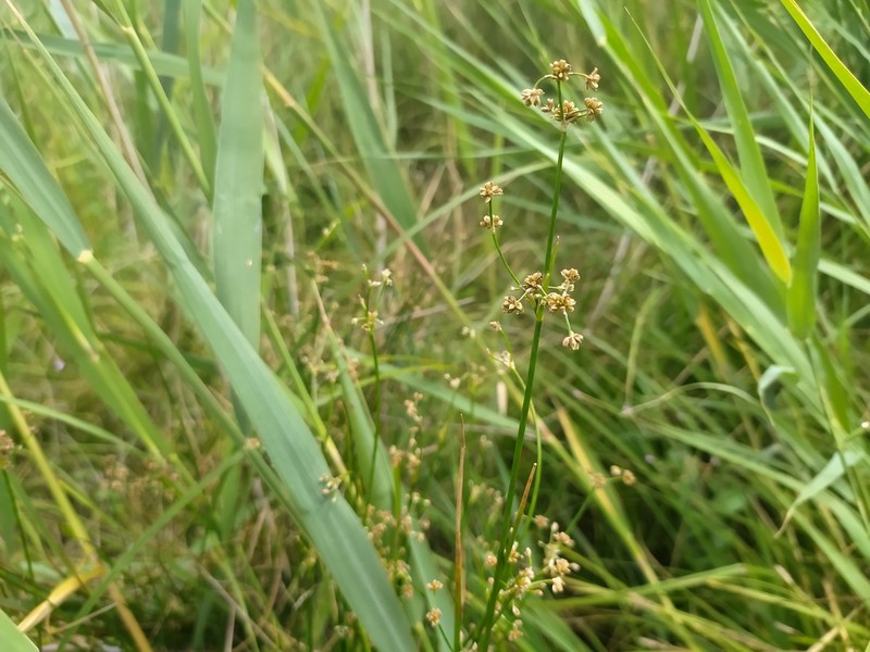 Bluntflower Rush photo 3