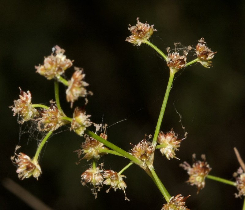 Bluntflower Rush photo 5