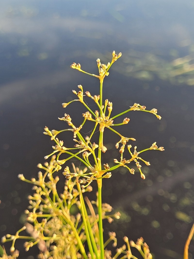 Bluntflower Rush photo 6