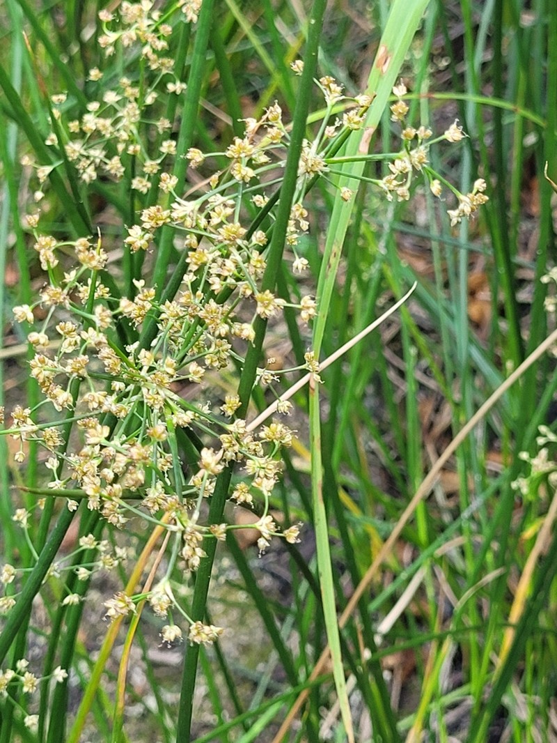 Bluntflower Rush photo 7