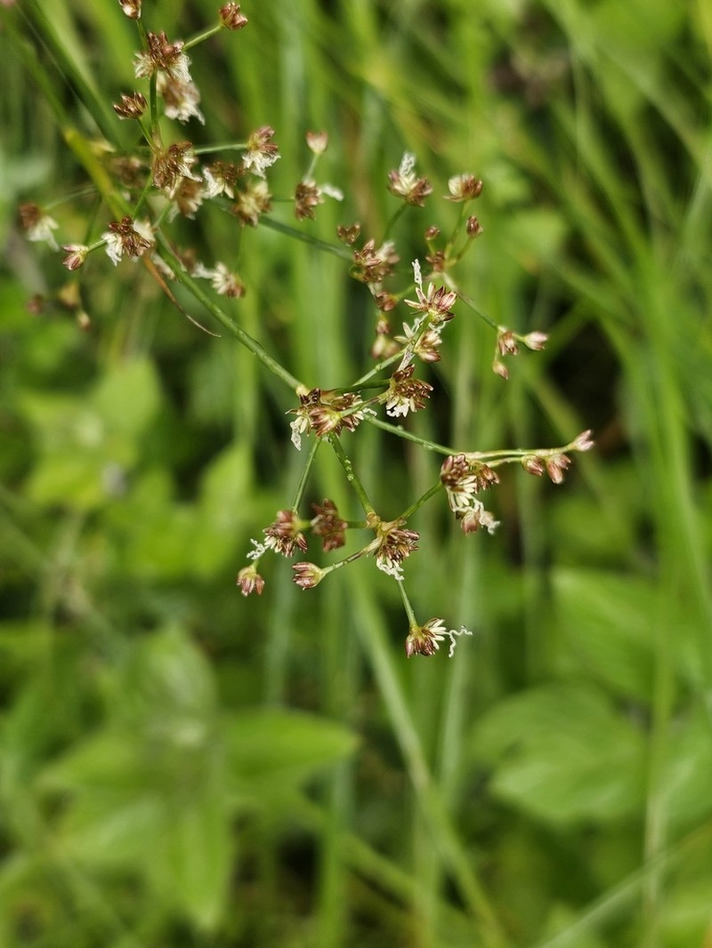 Bluntflower Rush photo 8
