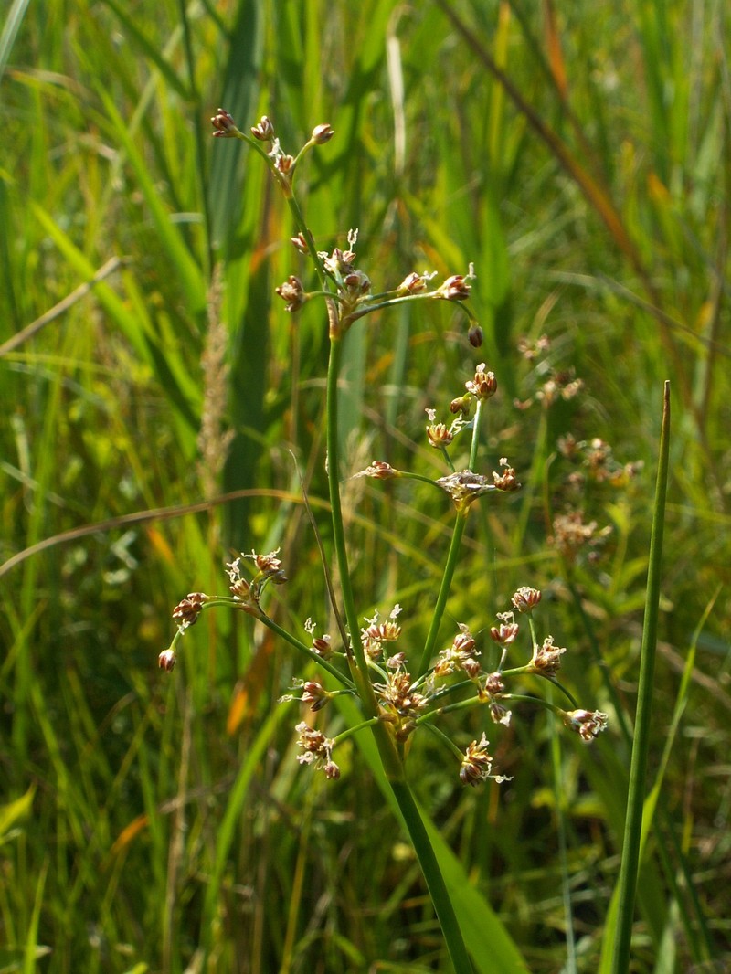 Bluntflower Rush photo 2
