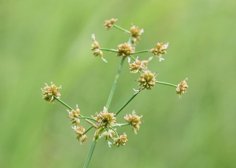 Bluntflower Rush photo 3