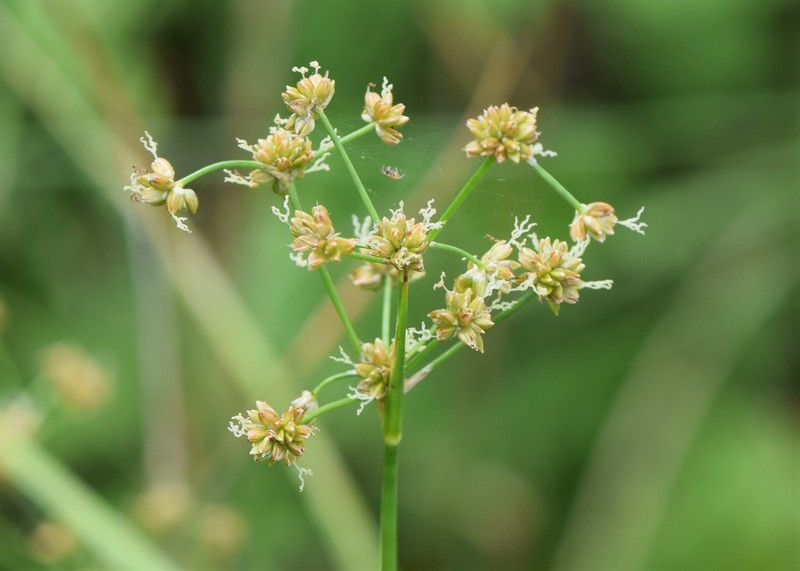 Bluntflower Rush photo 4