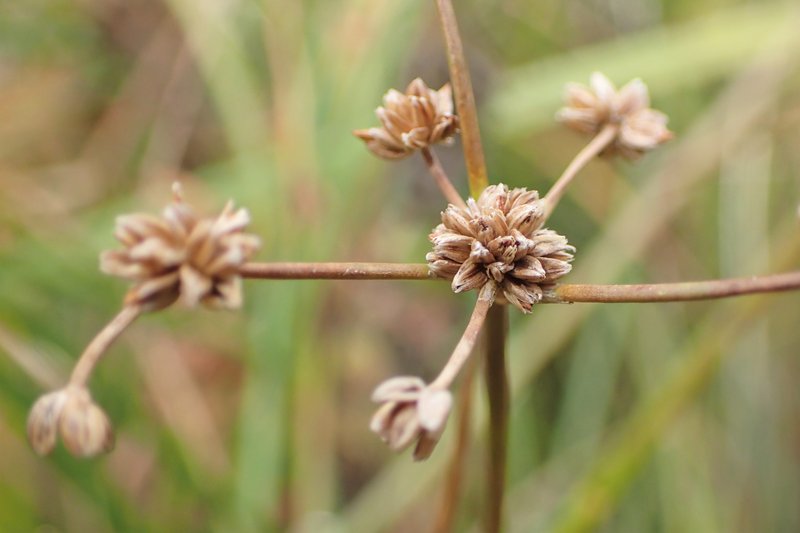 Bluntflower Rush photo 6