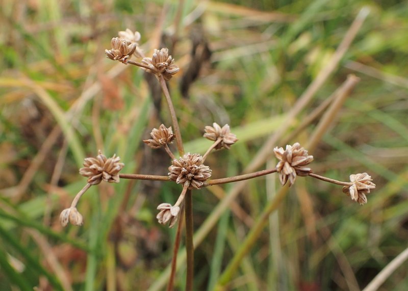 Bluntflower Rush photo 7