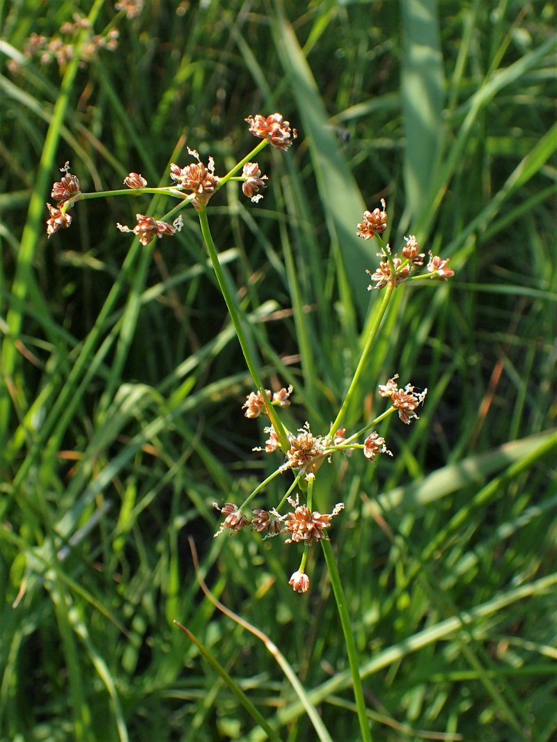 Bluntflower Rush photo 8