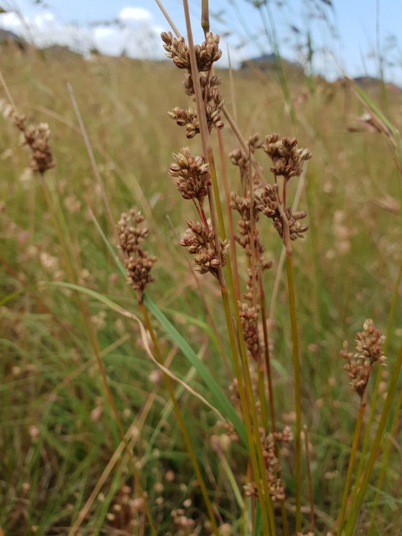 Juncus subsecundus photo 2