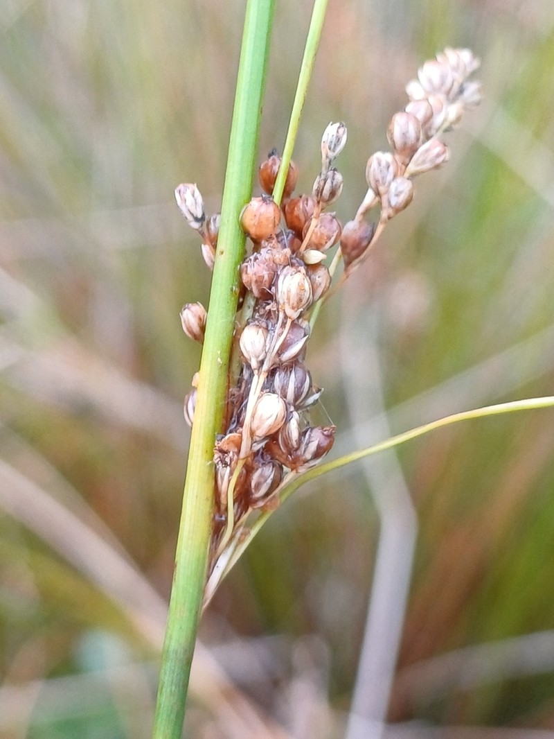 Juncus subsecundus photo 3