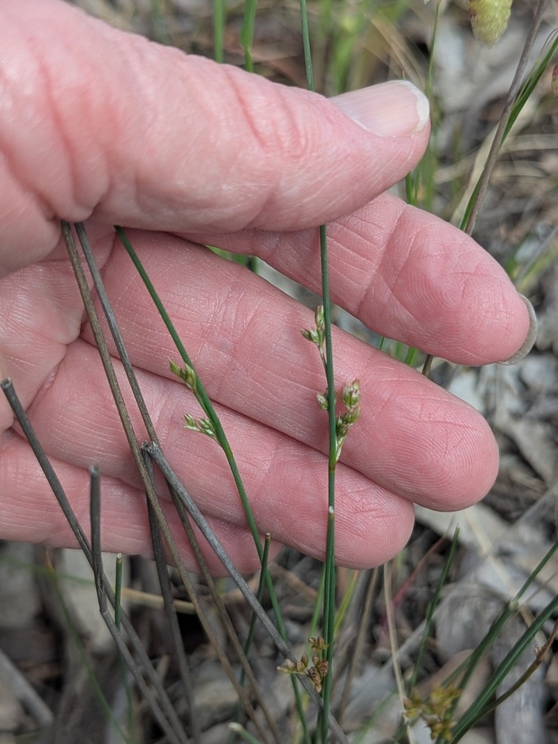Juncus subsecundus photo 4