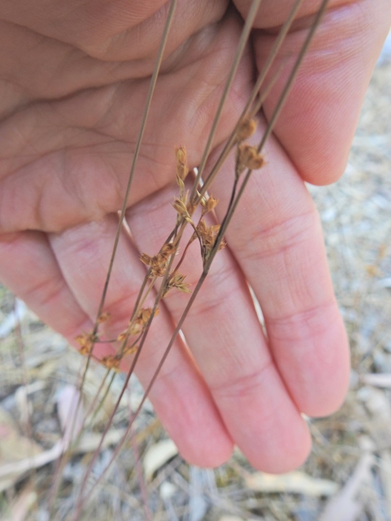 Juncus subsecundus photo 5