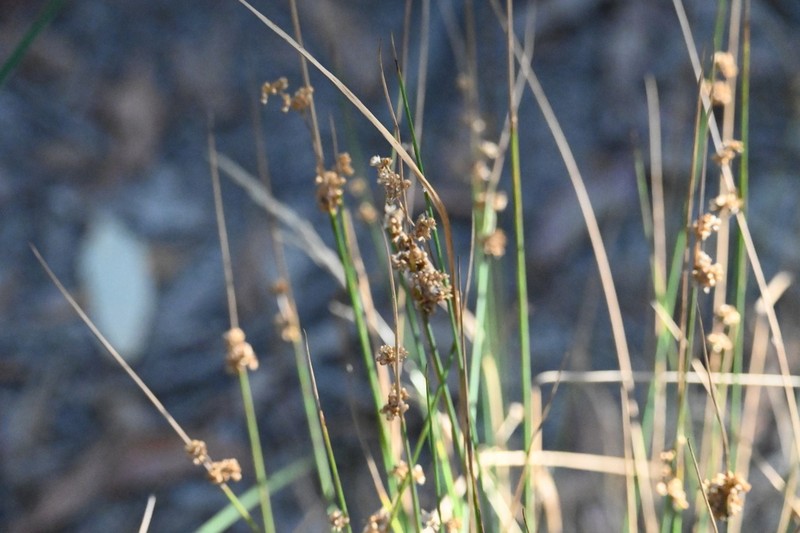 Juncus subsecundus photo 6