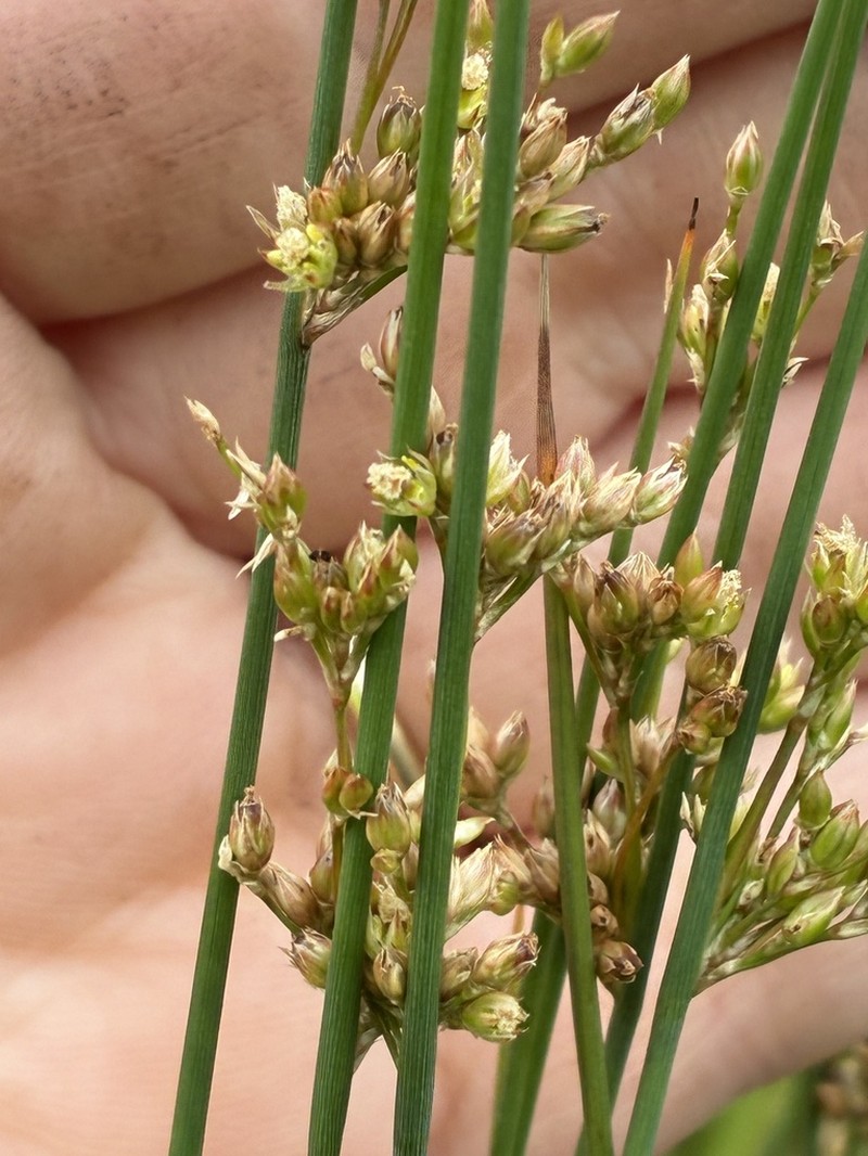 Juncus subsecundus photo 7