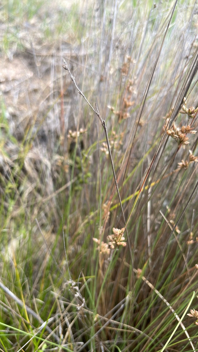 Juncus subsecundus photo 8