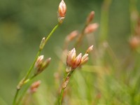 Greater Creeping Rush
