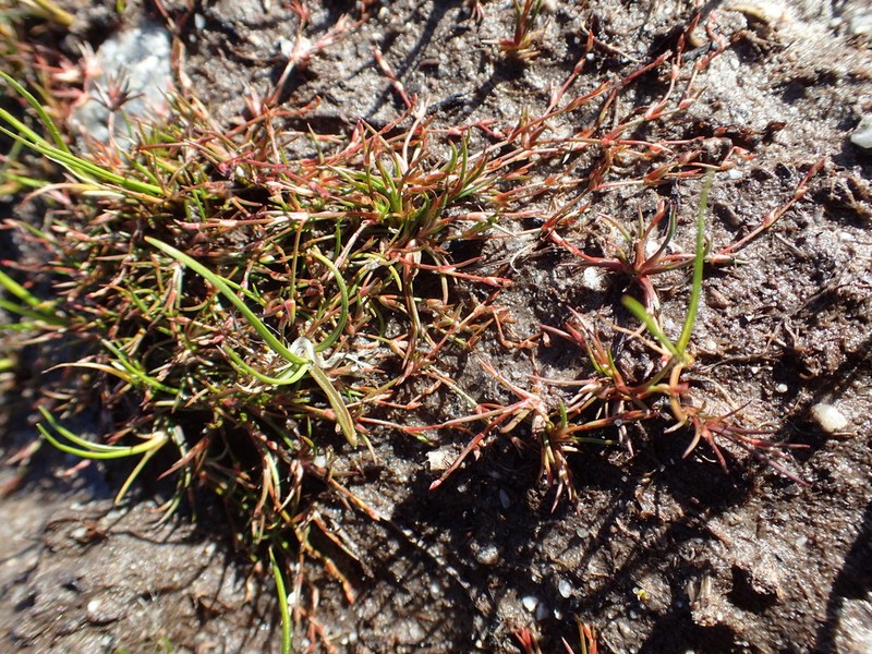 Greater Creeping Rush photo 5