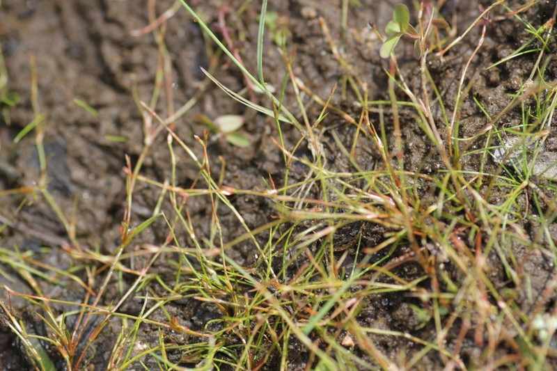 Greater Creeping Rush photo 6