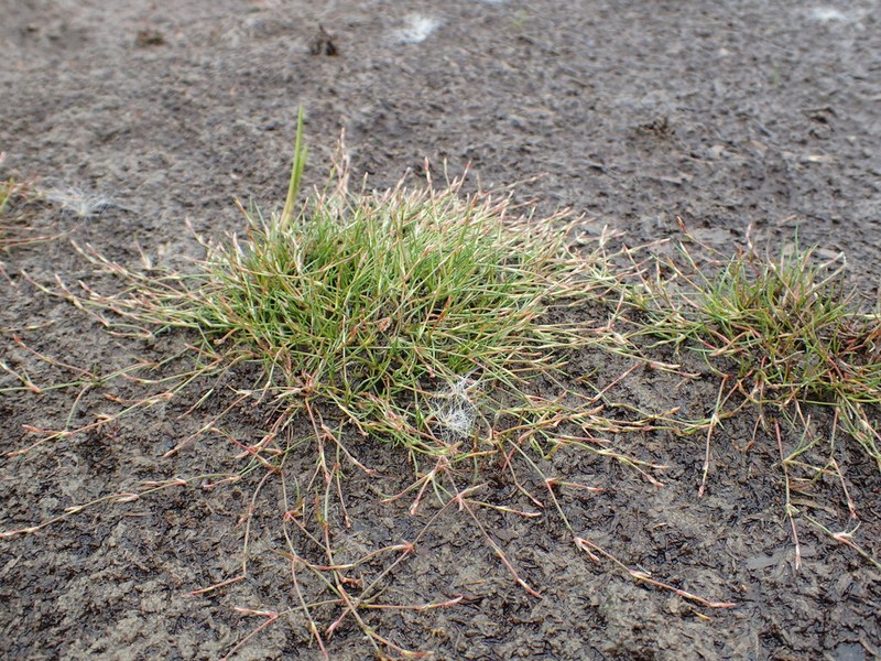 Greater Creeping Rush photo 7