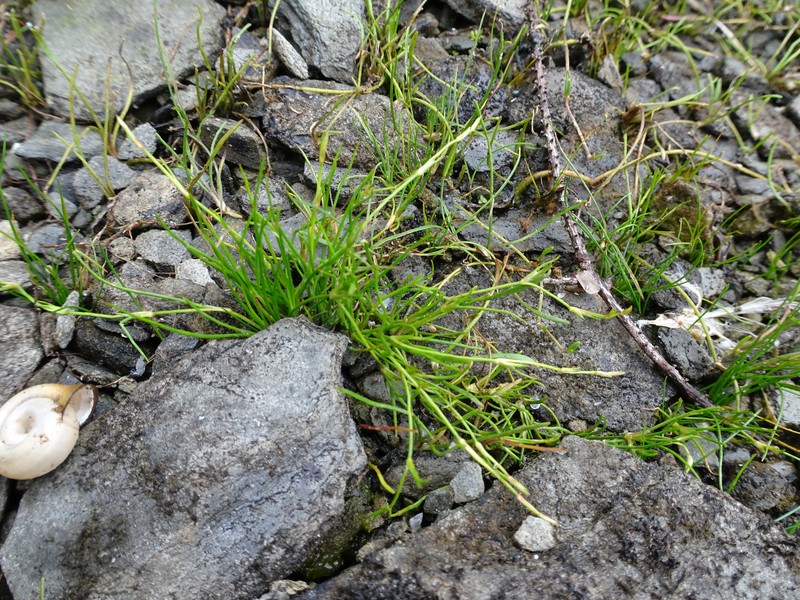Greater Creeping Rush photo 8