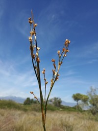 Juncus subulatus