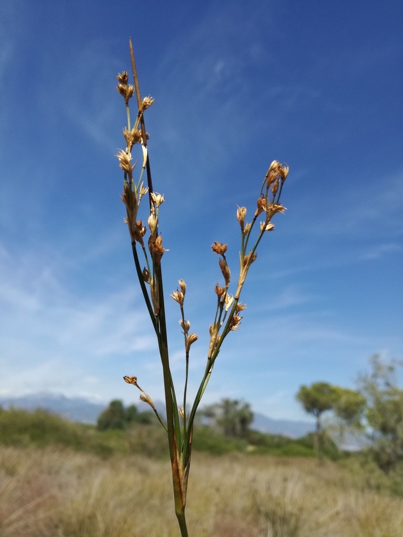 Juncus subulatus