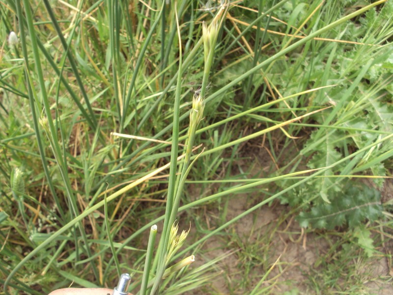 Juncus subulatus photo 2