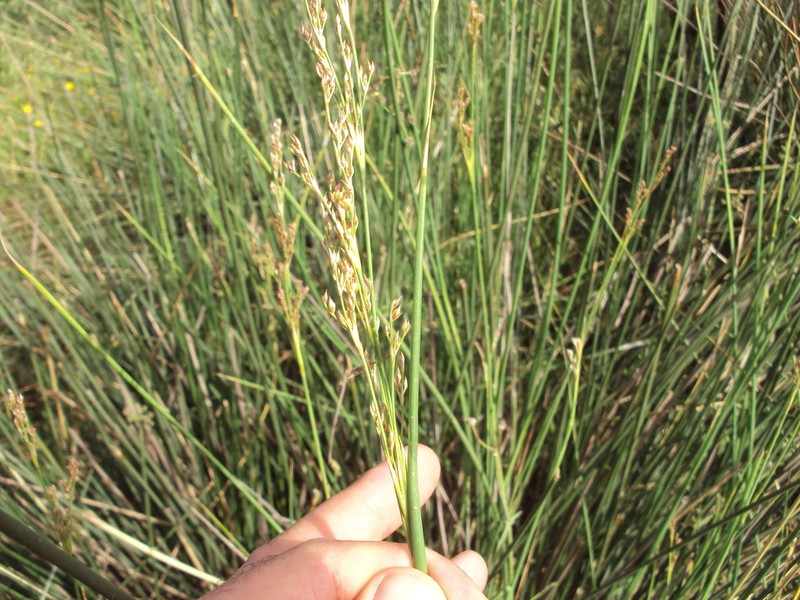 Juncus subulatus photo 3