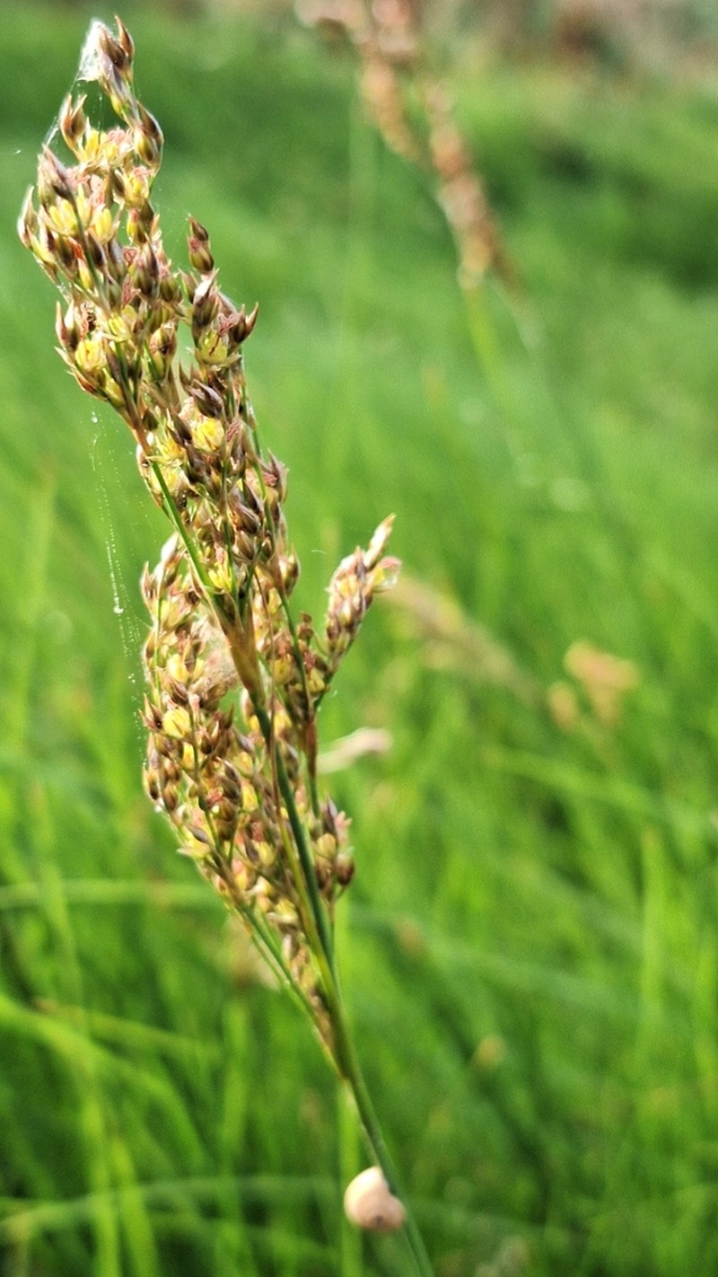 Juncus subulatus photo 4