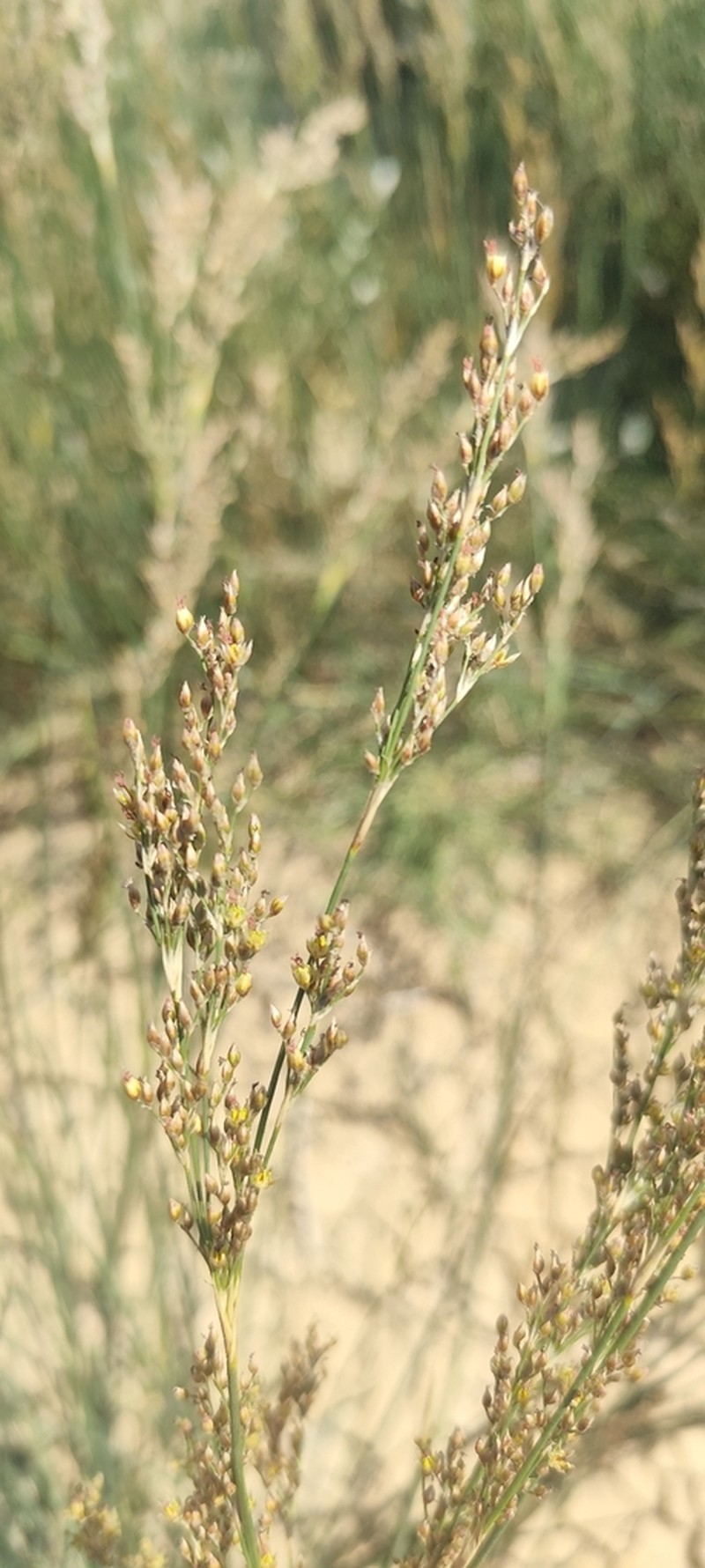 Juncus subulatus photo 5