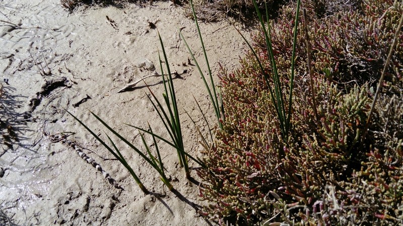 Juncus subulatus photo 6