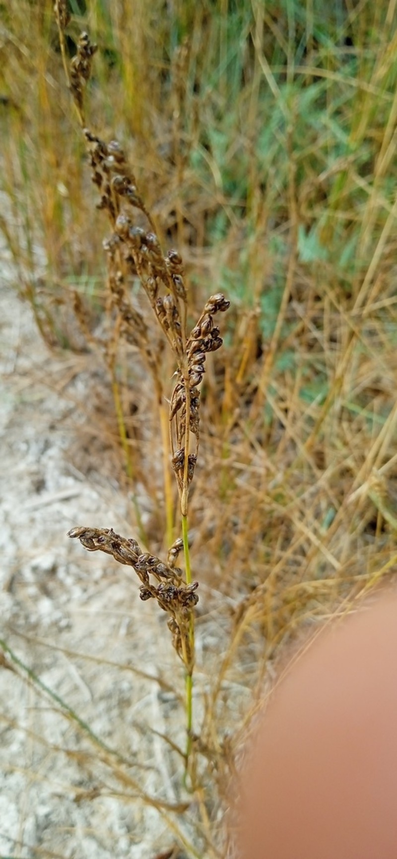 Juncus subulatus photo 7