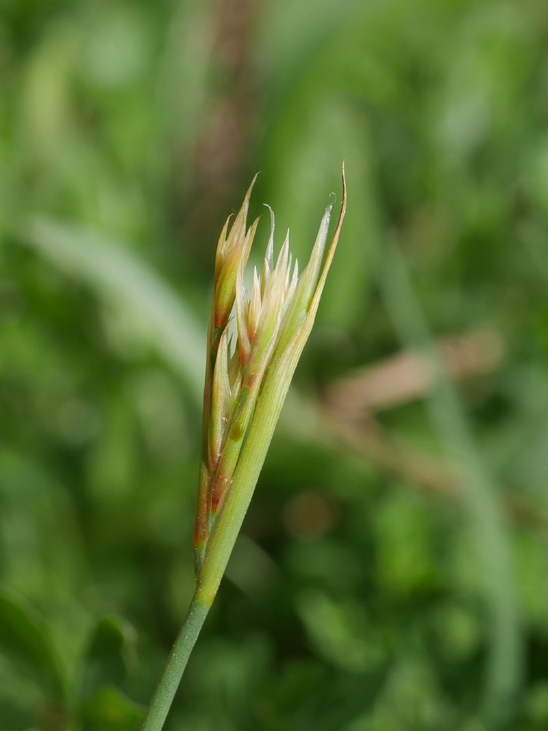 Juncus subulatus photo 8