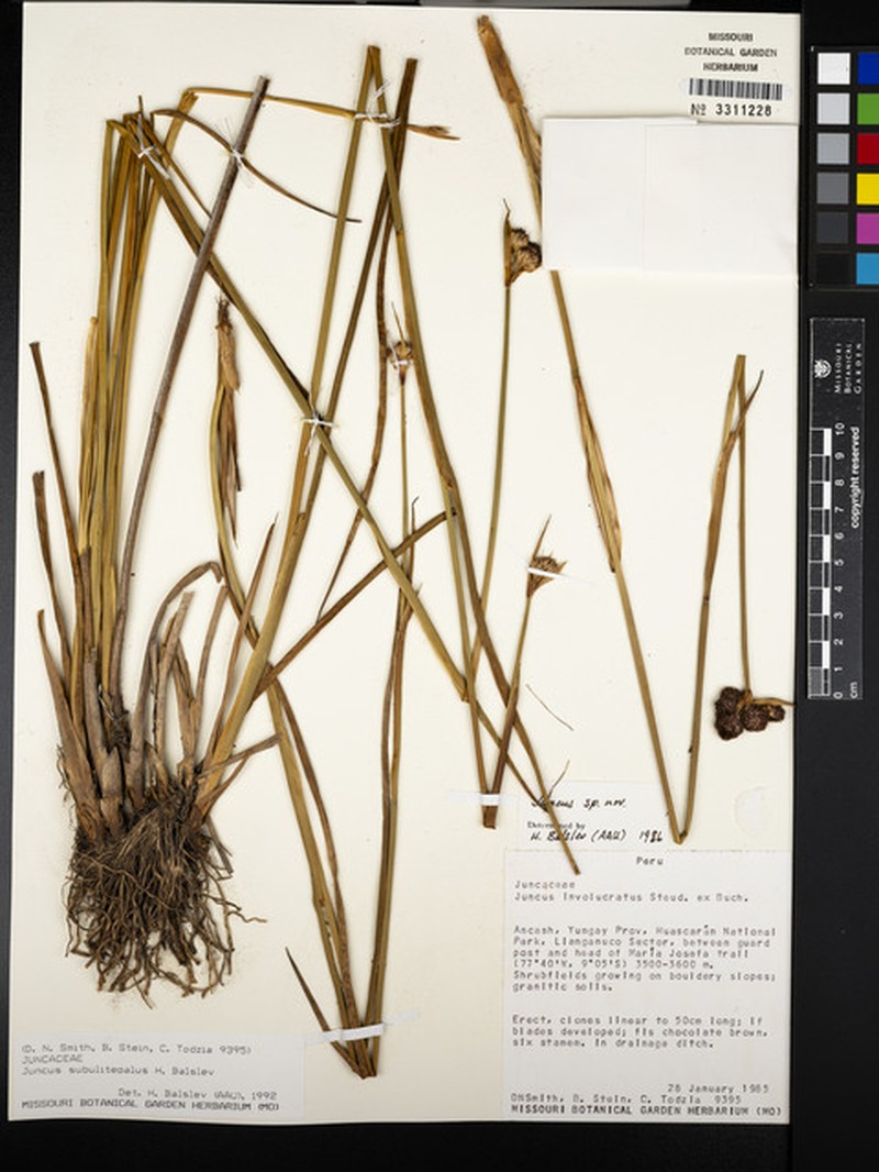 Juncus subulitepalus