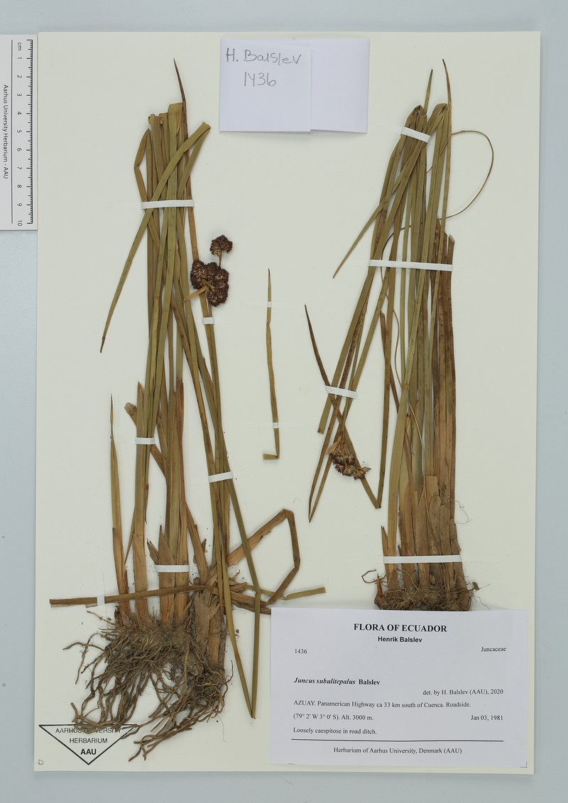 Juncus subulitepalus photo 2