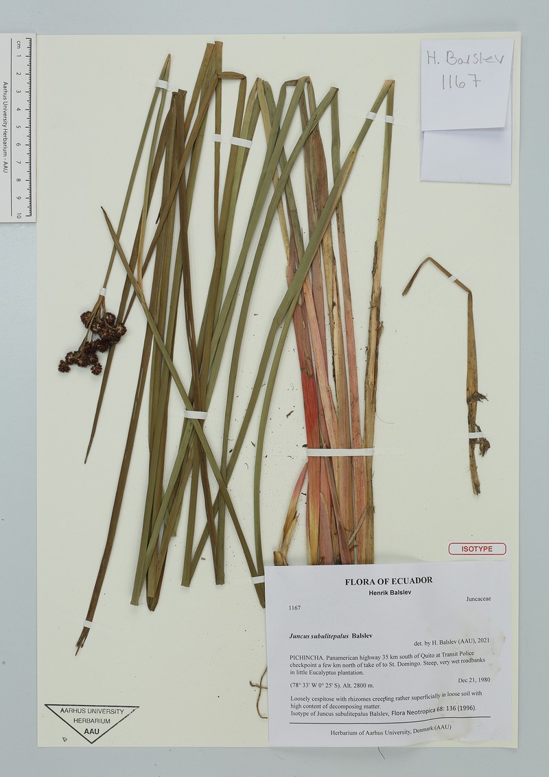 Juncus subulitepalus photo 3
