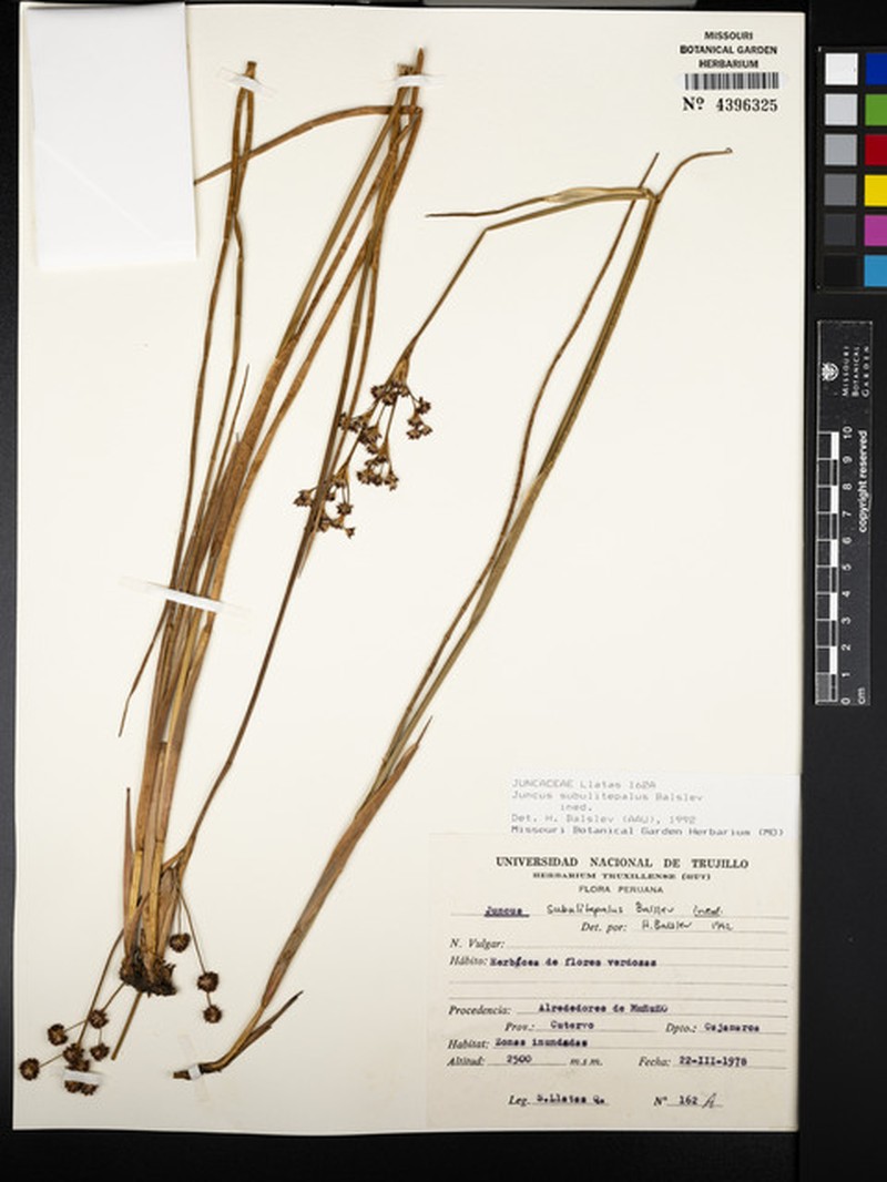 Juncus subulitepalus photo 4