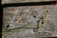 Hairyleaf Rush