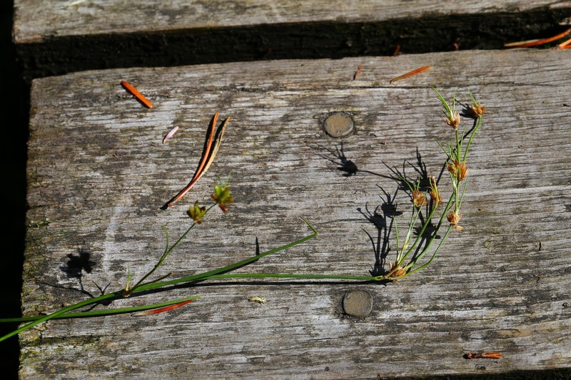 Hairyleaf Rush
