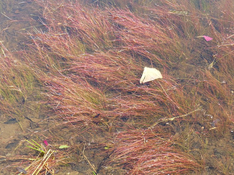 Hairyleaf Rush photo 2