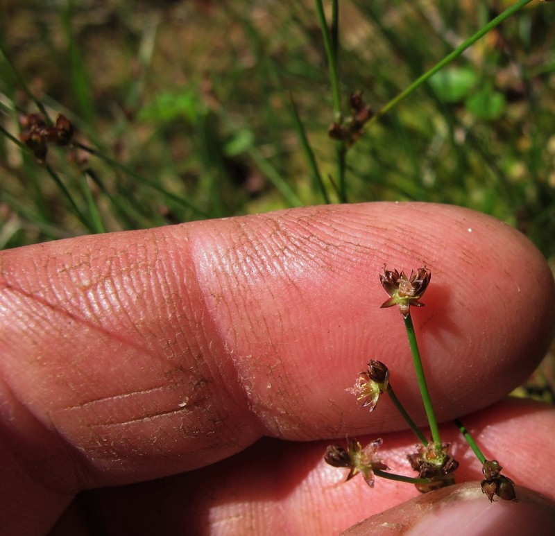 Hairyleaf Rush photo 3