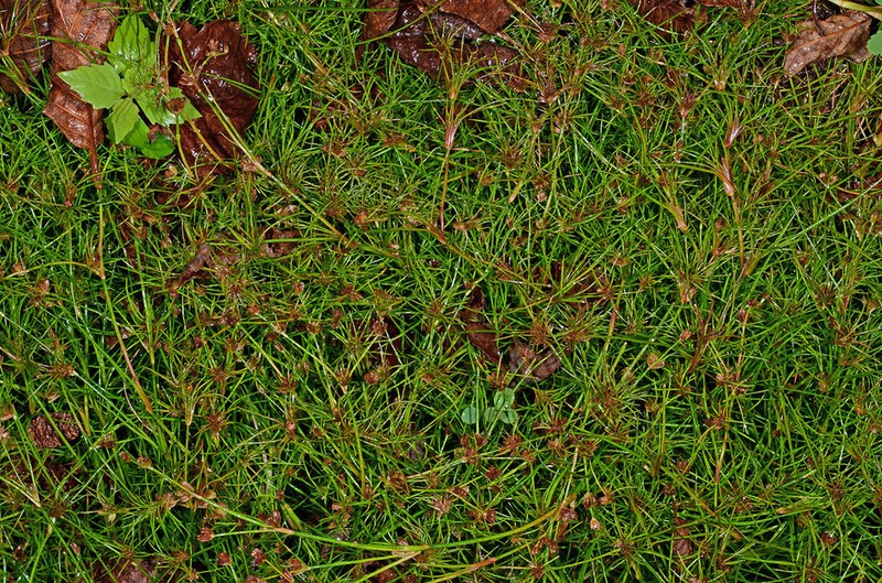 Hairyleaf Rush photo 4