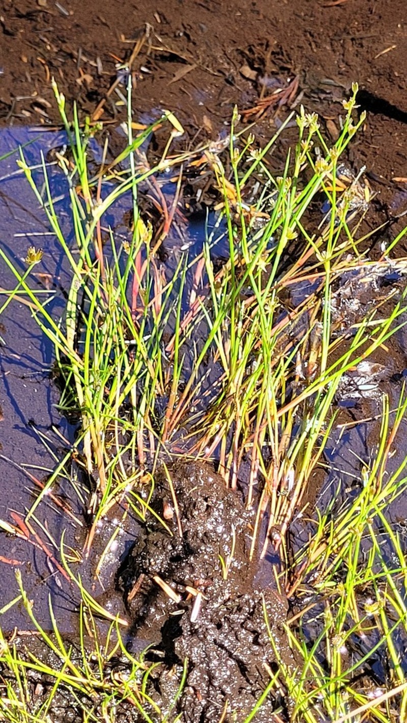 Hairyleaf Rush photo 5