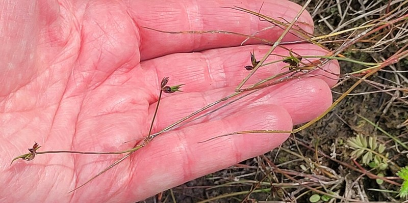 Hairyleaf Rush photo 6