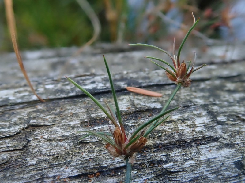 Hairyleaf Rush photo 7