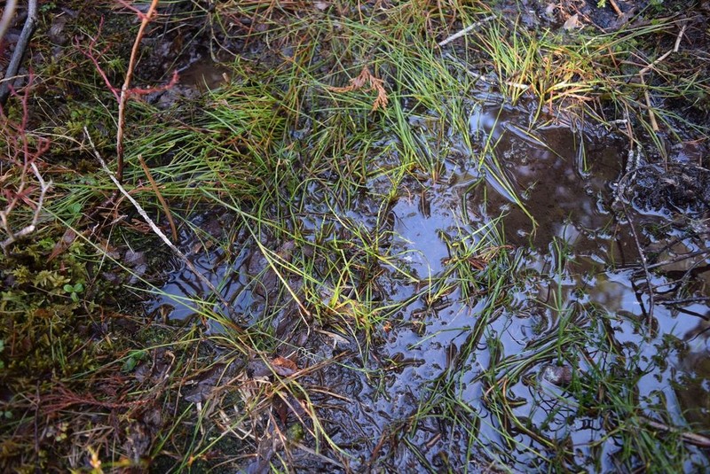 Hairyleaf Rush photo 8