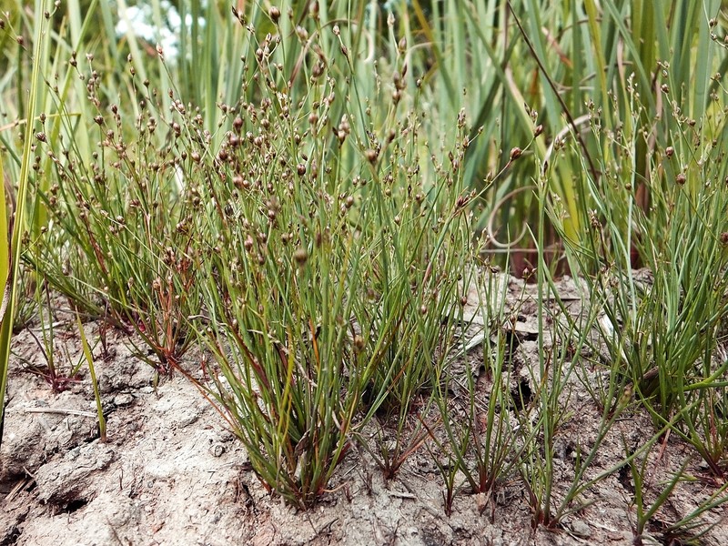 Juncus tenageia