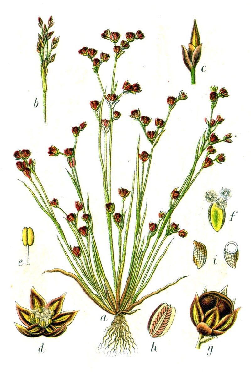 Juncus tenageia photo 2