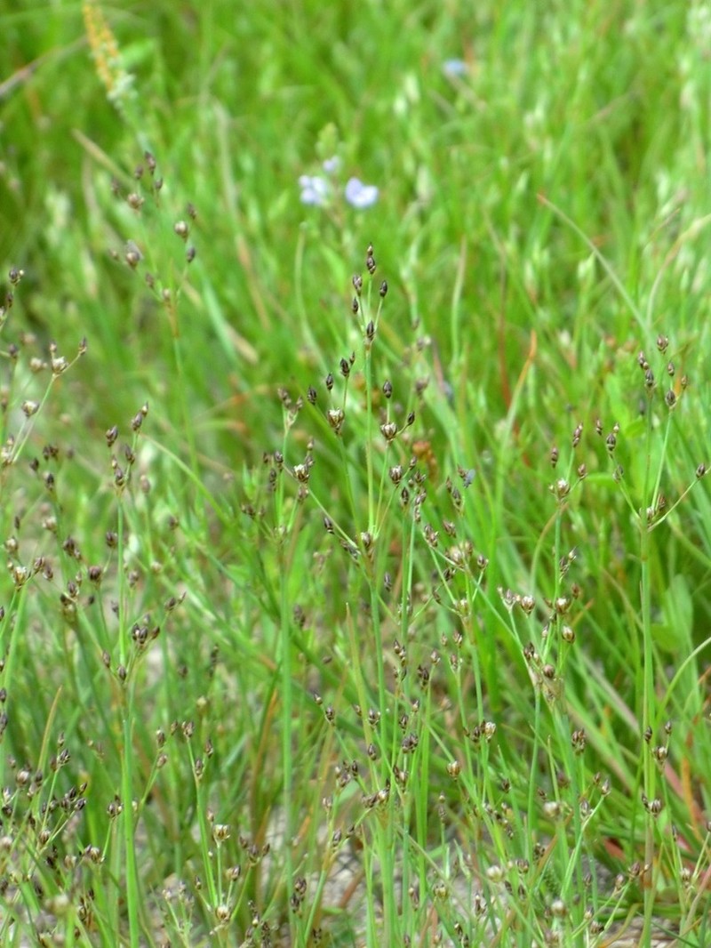 Juncus tenageia photo 3
