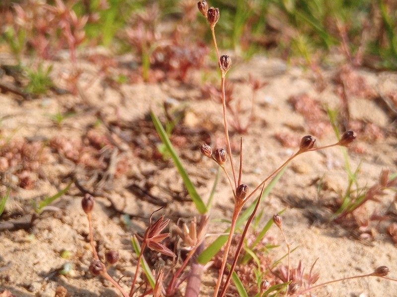 Juncus tenageia photo 4