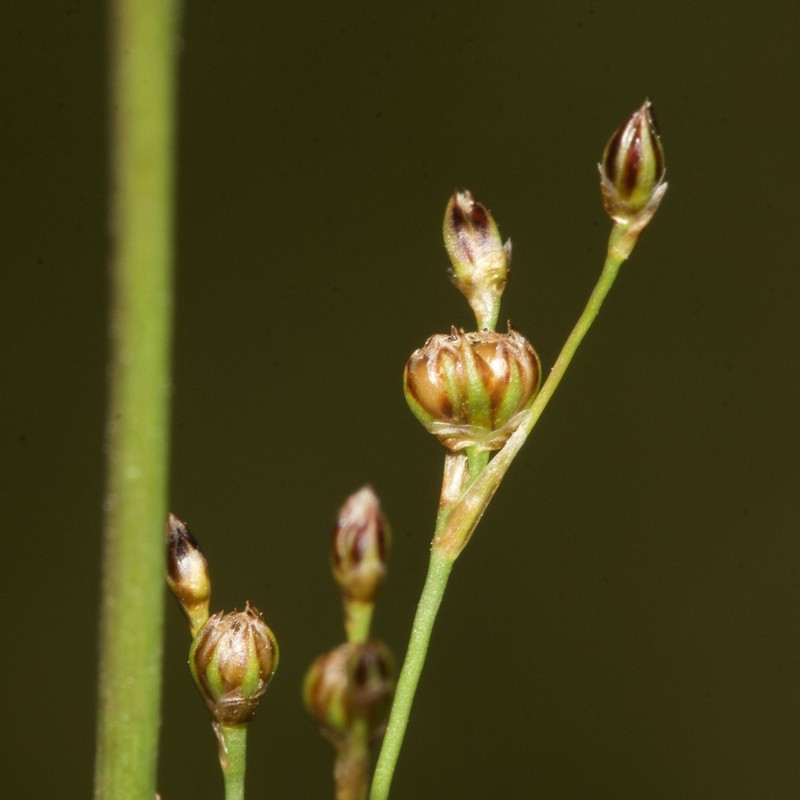 Juncus tenageia photo 5